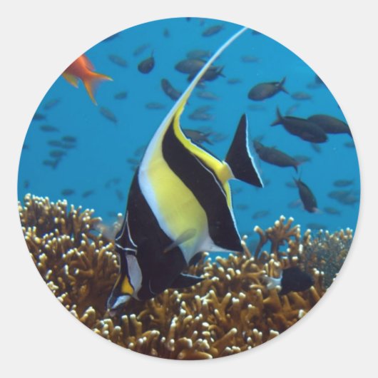 魚の水中競技動物 ラウンドシール (正面)