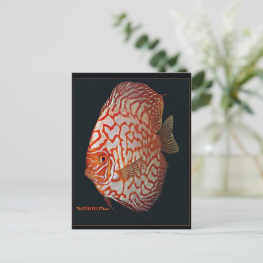 魚の溝 ポストカード (スタンド正面)