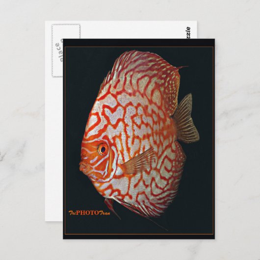 魚の溝 ポストカード (正面/裏面)