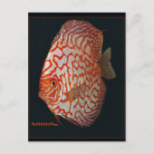 魚の溝 ポストカード (正面)