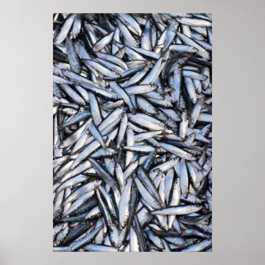 魚の漁獲量 ポスター (正面)