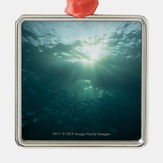 魚の珊瑚礁そして学校で照るライト メタルオーナメント (正面)