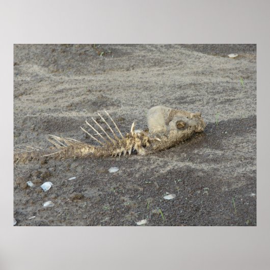 魚の皮 ポスター (正面)