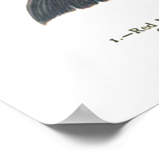 魚の種違う類の表示 ポスター (角)