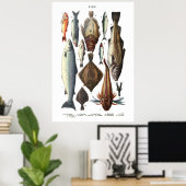 魚の種違う類の表示 ポスター (ホームオフィス)