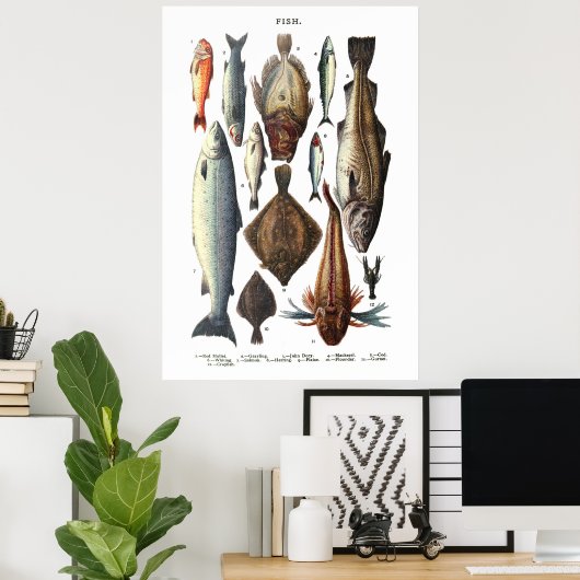 魚の種違う類の表示 ポスター (ホームオフィス)