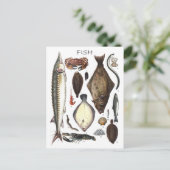 魚の種違う類の表示 ポストカード (スタンド正面)
