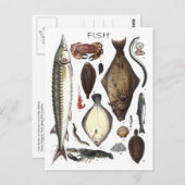 魚の種違う類の表示 ポストカード (正面/裏面)