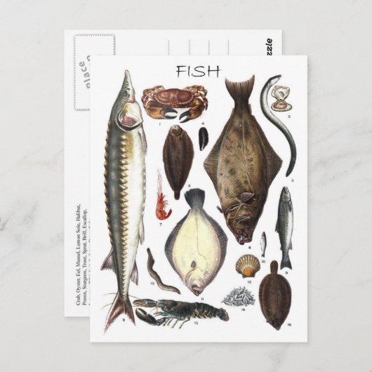 魚の種違う類の表示 ポストカード (正面/裏面)