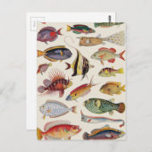 魚の種類 ポストカード (正面/裏面)