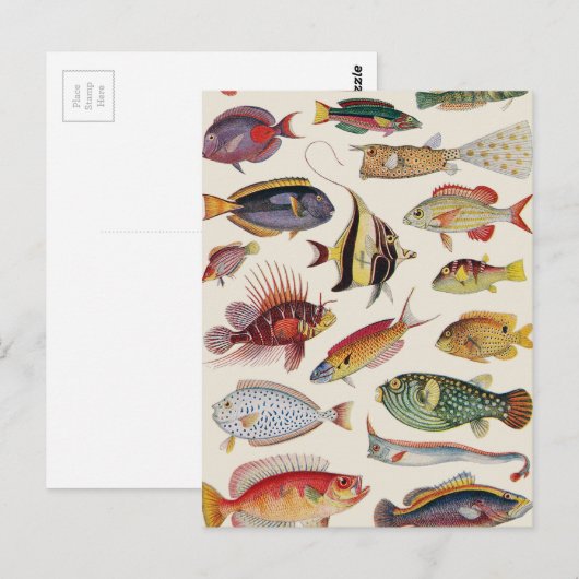 魚の種類 ポストカード (正面/裏面)