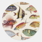 魚の種類 ラウンドシール (正面)