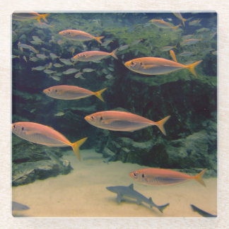 魚の群れ ガラスコースター