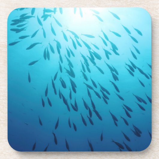 魚の群れ コースター (正面)