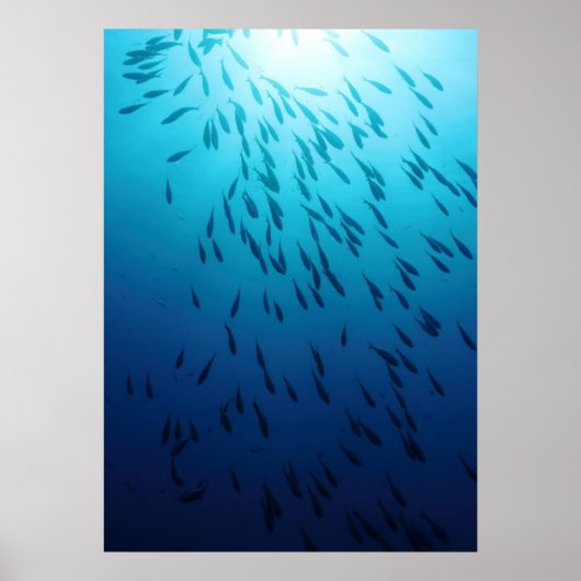 魚の群れ ポスター (正面)