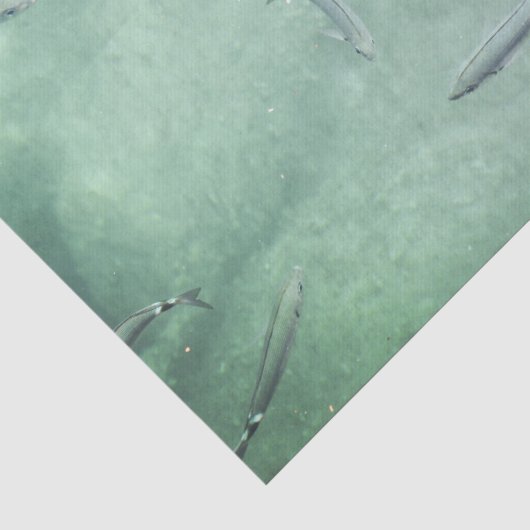 魚の群れ 薄葉紙 (詳細)
