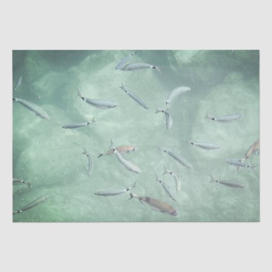 魚の群れ 薄葉紙 (正面)
