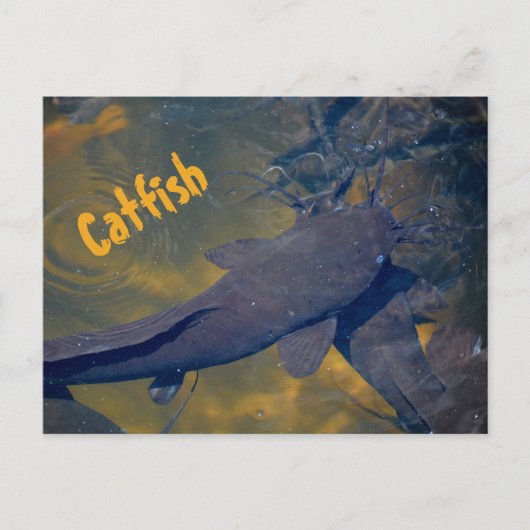 魚の自然 ポストカード (正面)