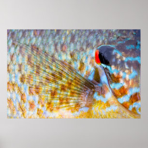 魚の鱗のクローズアップ ポスター