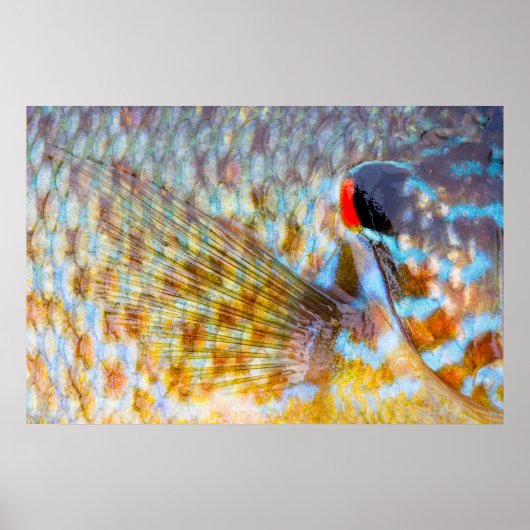 魚の鱗のクローズアップ ポスター (正面)