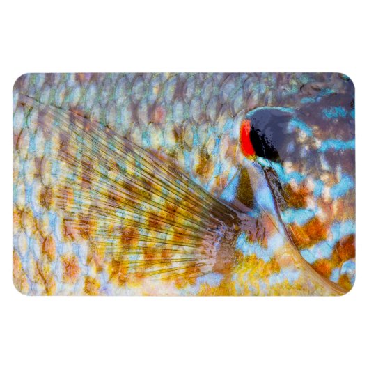 魚の鱗のクローズアップ マグネット (横)