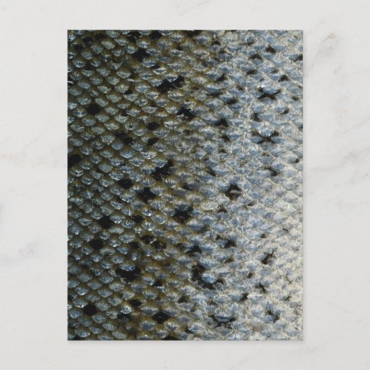 魚はかりで測2 ポストカード (正面)