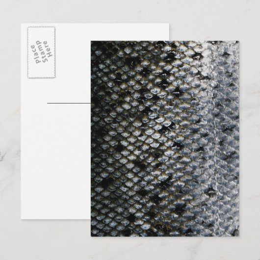 魚はかりで測 ポストカード (正面/裏面)