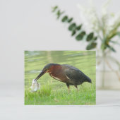 魚はがき付きグリーンヘロン ポストカード (スタンド正面)