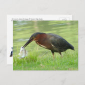 魚はがき付きグリーンヘロン ポストカード (正面/裏面)