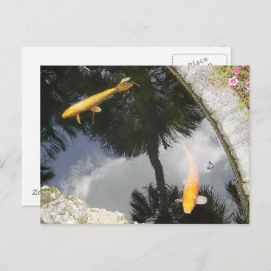 魚はがき ポストカード (正面/裏面)