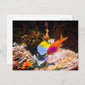 魚はがき ポストカード (正面/裏面)