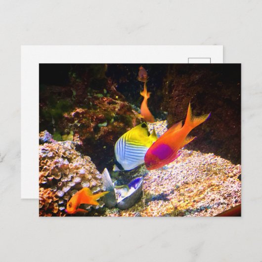 魚はがき ポストカード (正面/裏面)