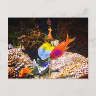 魚はがき ポストカード