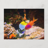 魚はがき ポストカード (正面)