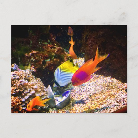 魚はがき ポストカード (正面)