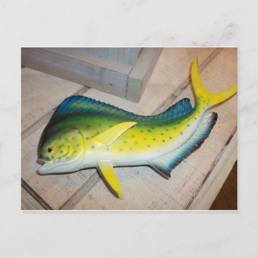 魚をイルカにする（哺乳動物ではない） ポストカード (正面)