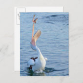 魚を空中で釣る水中のペリカン ポストカード (正面/裏面)