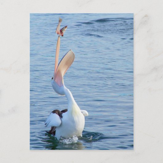 魚を空中で釣る水中のペリカン ポストカード (正面)