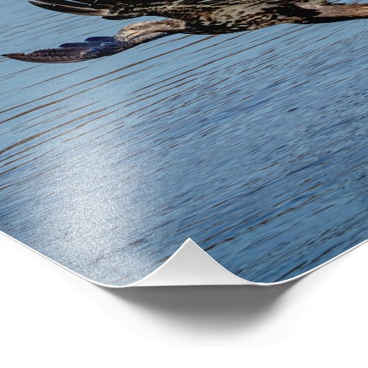 魚を落とす未熟な禿鷲 フォトプリント (角)