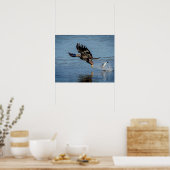 魚を落とす未熟な禿鷲 ポスター (キッチン)