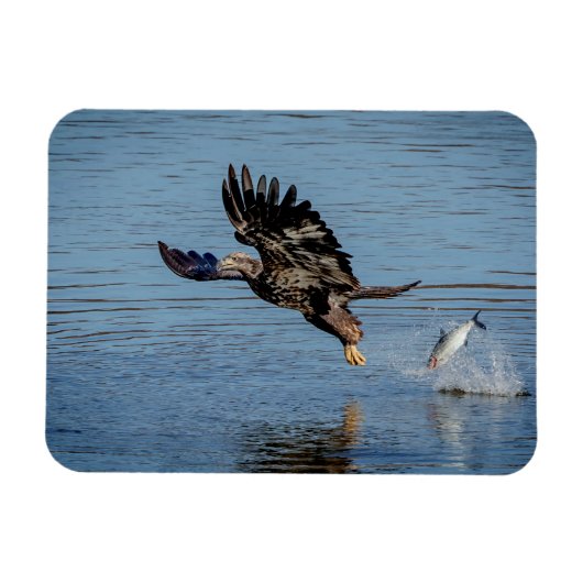 魚を落とす未熟な禿鷲 マグネット (横)