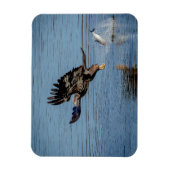 魚を落とす未熟な禿鷲 マグネット (縦)