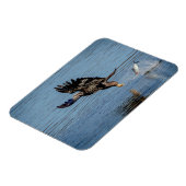 魚を落とす未熟な禿鷲 マグネット (左側)