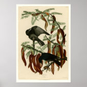 魚カラス ポスター (正面)