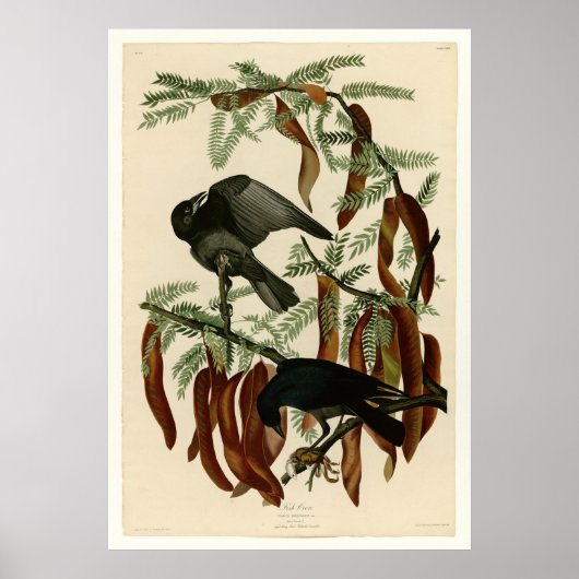 魚カラス ポスター (正面)