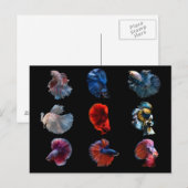 魚カラフル葉書 ポストカード (正面/裏面)