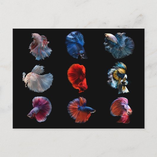 魚カラフル葉書 ポストカード (正面)