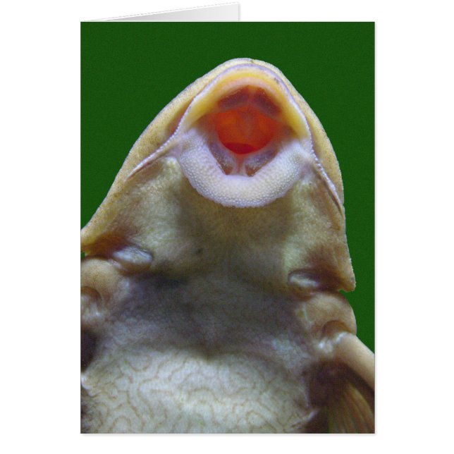 魚キスをするグリーティングカード (正面)