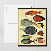 魚プリント ポストカード (正面/裏面)