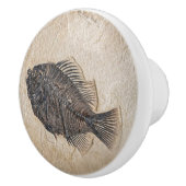 魚化石写真 セラミックノブ (右)